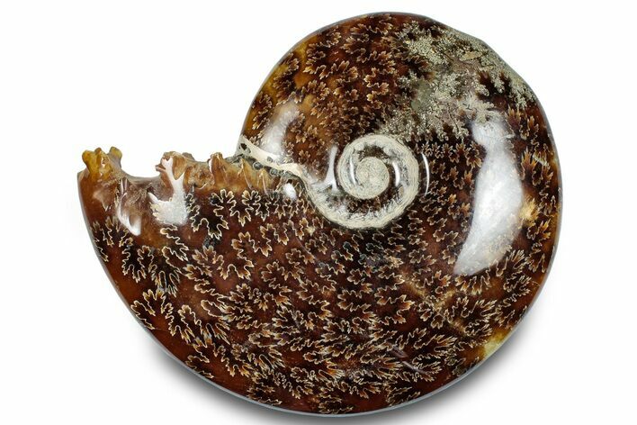 Polished Ammonite (Cleoniceras) Fossil - Madagascar #283278